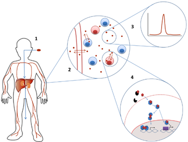 Pharmacodynamic and mechanistic biomarker studies